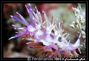 Internal details of a nudibranch (intentional overexposed). by Ferdinando Meli 